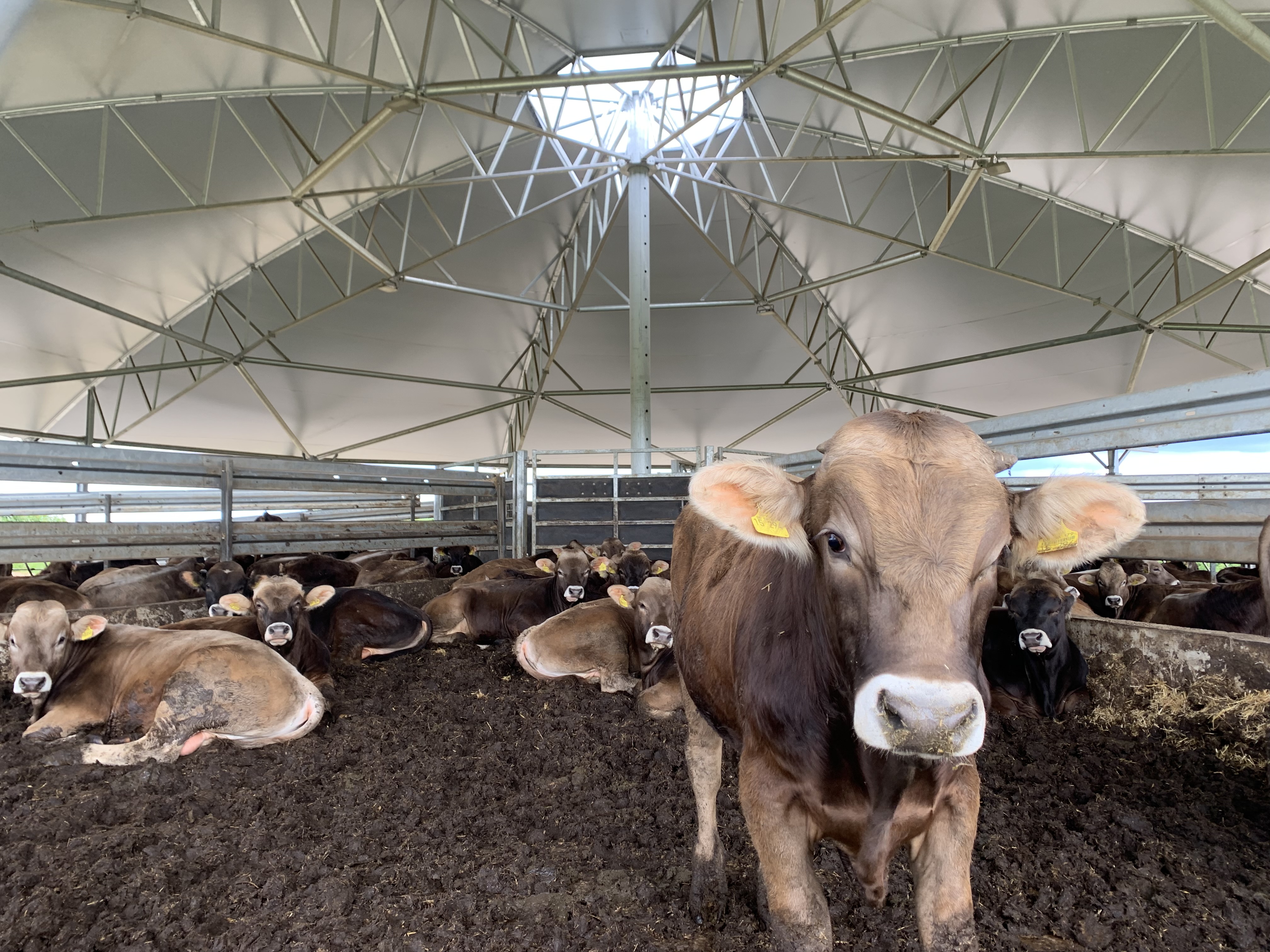 Roundhouse für Bullenmast in Rainau