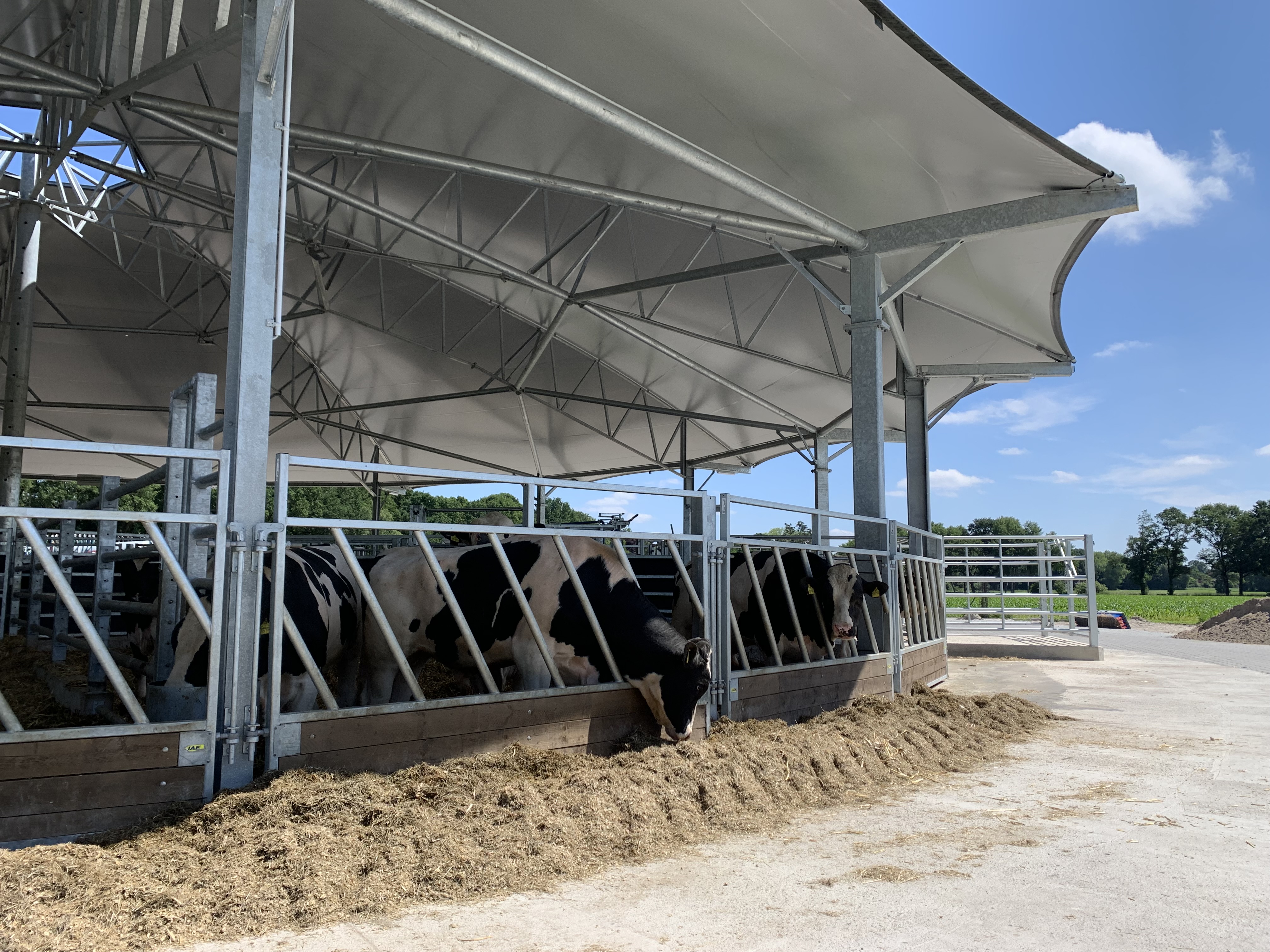 Viel Tierwohl für Mastbullen