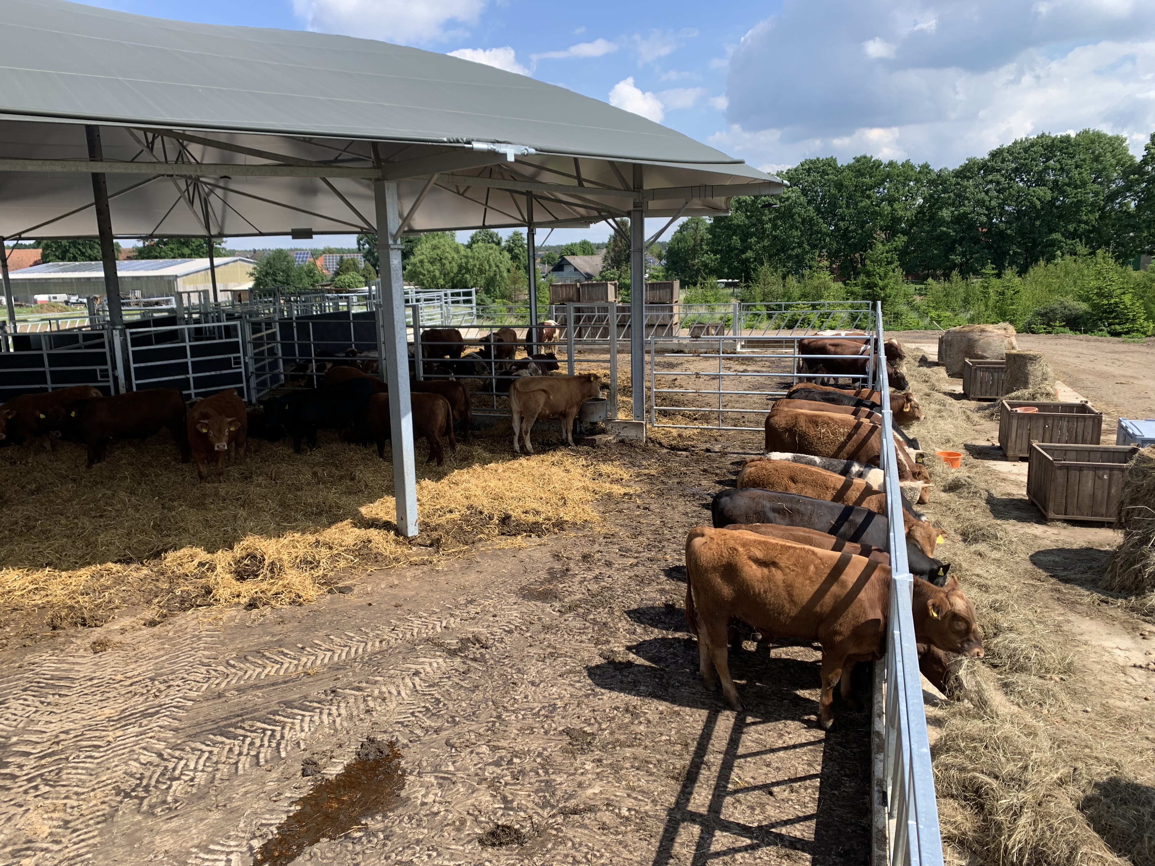 Roundhouse mit Laufhof für 80 bis 120 Bio-Mastbullen