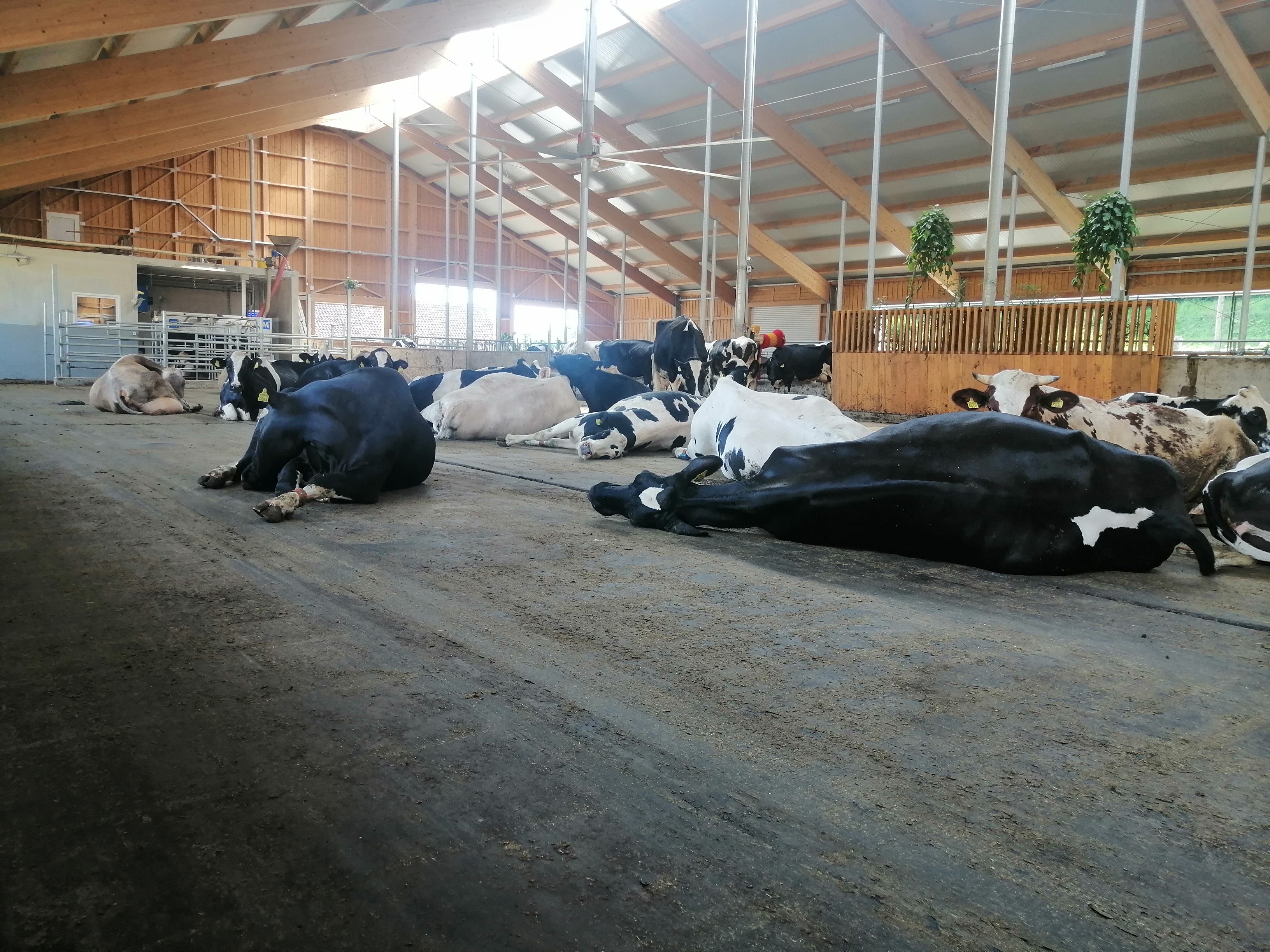 High Welfare Floor als Freilauf in Slowenien