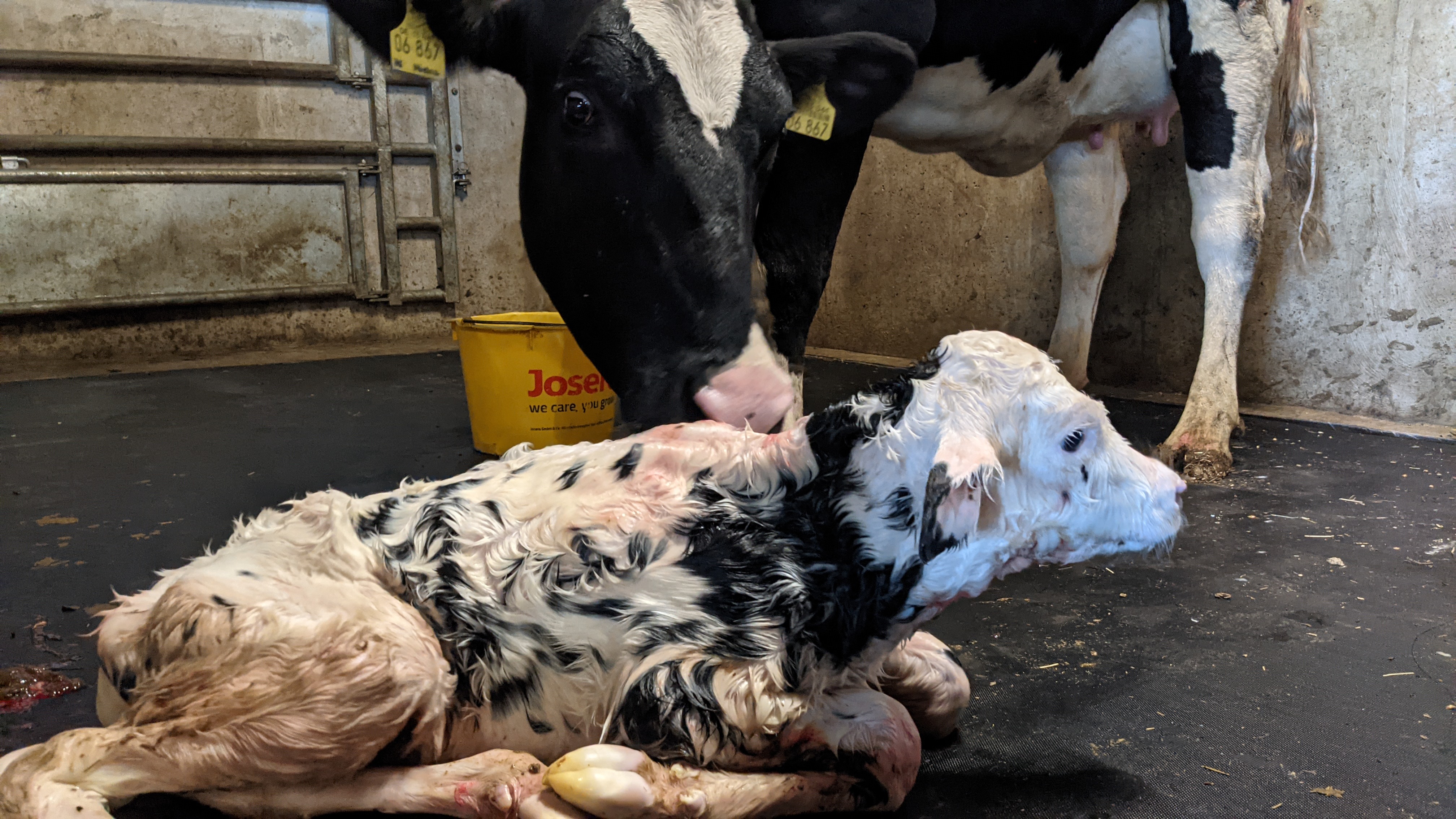 High Welfare Floor Kälberställe in Deutschland
