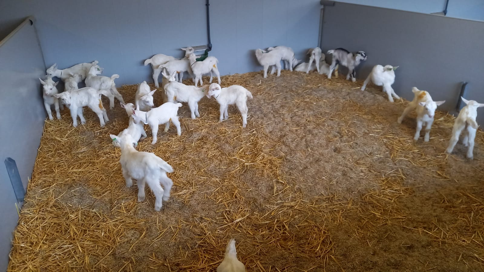 High Welfare Floor als Ziegenlammstall (NL)