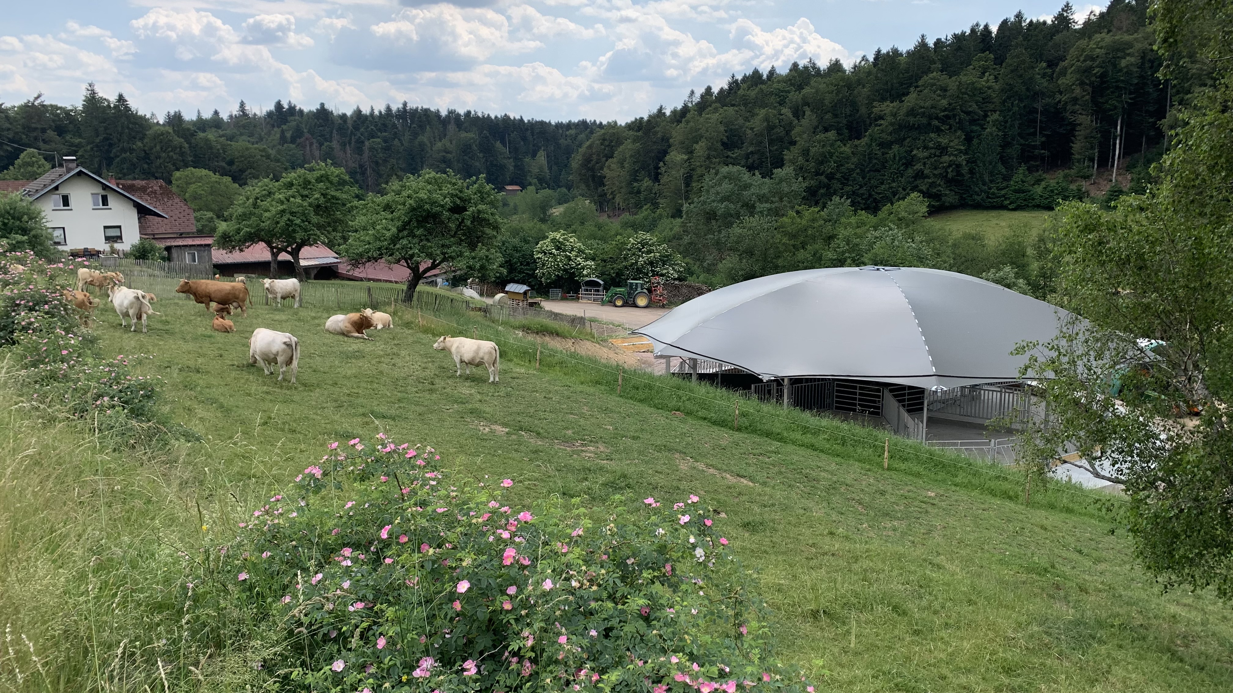 Innovativer Roundhouse-Stall: Eine Revolution in der artgerechten Tierhaltung bei Familie Gerspacher