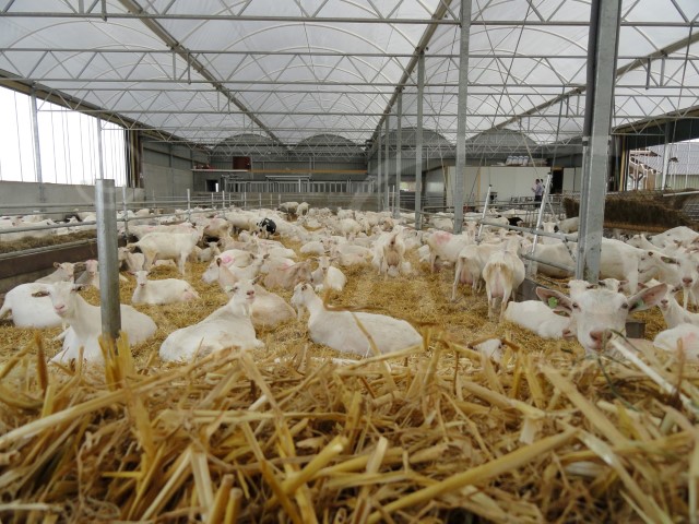 Serrestall für Milchziege realisiert