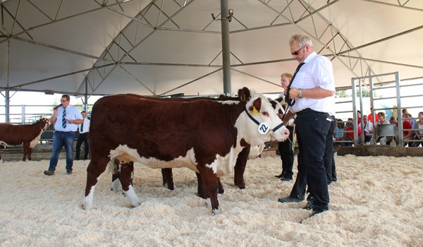 Hereford Schau im Roundhouse Beilrode 